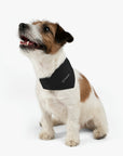 Black Mazda Pet Bandana Collar™